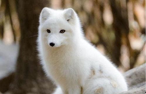 《白狐》在线观看 第2张 《白狐》在线观看 第2张